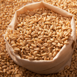 Cebada: Un Cultivo Clave para la Agricultura y la Industria