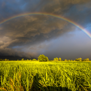¿Cuál es el Mejor Momento para Cultivar? Consejos Según el Clima